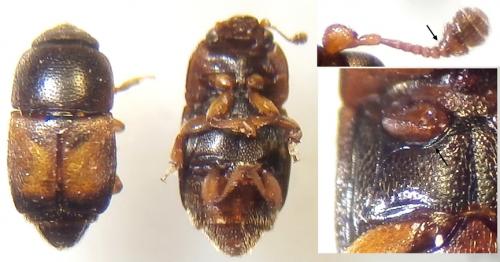 Carpophilus sp.